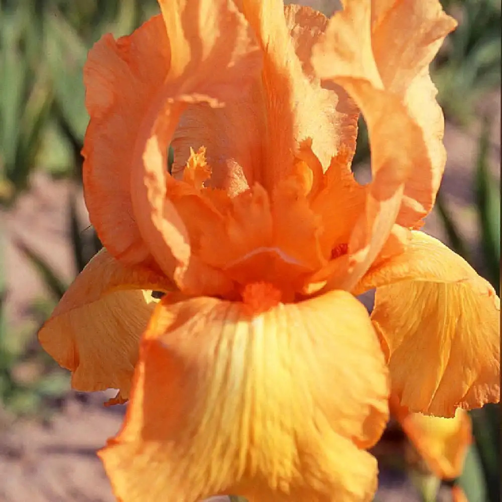 IRIS b-e 'Tangerine Sky'