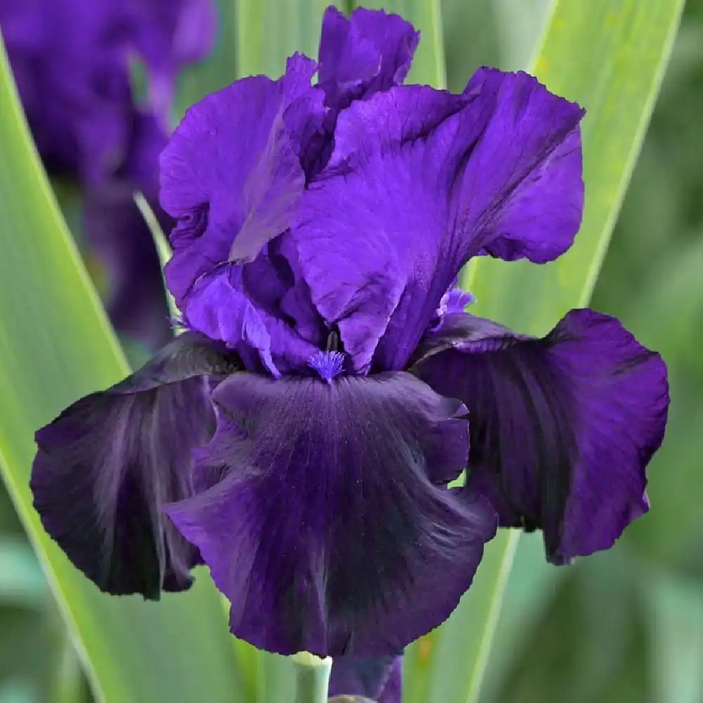 IRIS b-e 'Tuxedo'