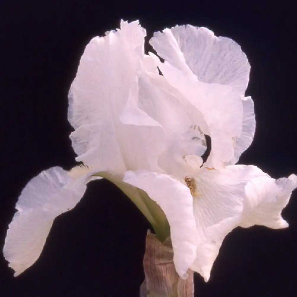 IRIS b-e 'Wedding Bouquet'