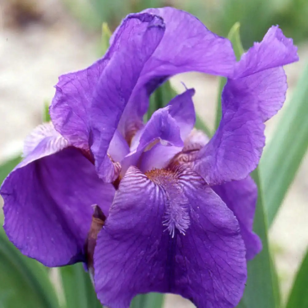 IRIS b-m 'Blue Boy'
