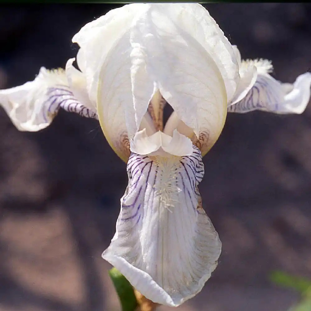IRIS b-m 'Mrs Horace Darwin'