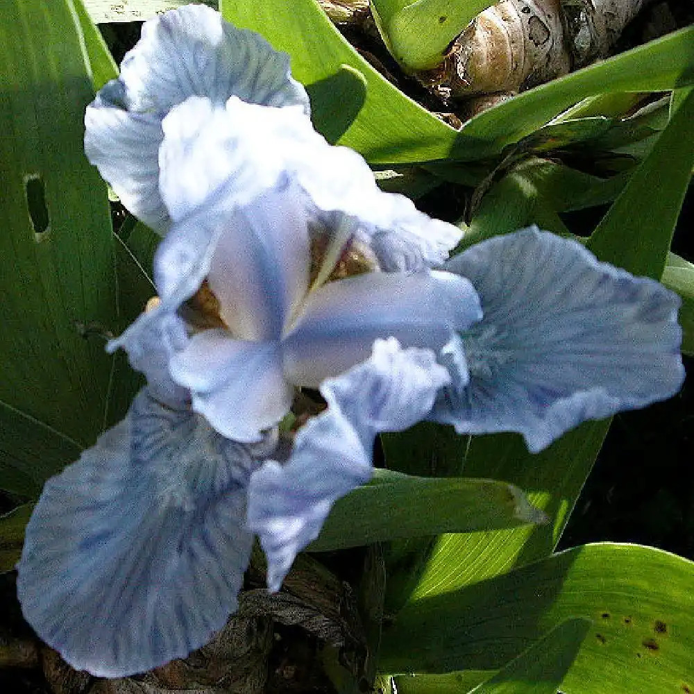 IRIS b-n 'Blue Denim' (Lilliput)