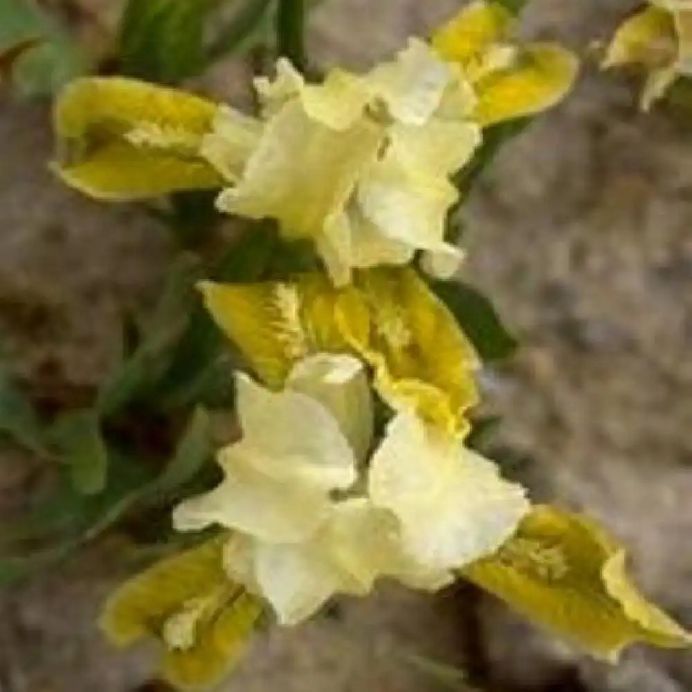 IRIS b-n 'Bright Spring' (pumila)