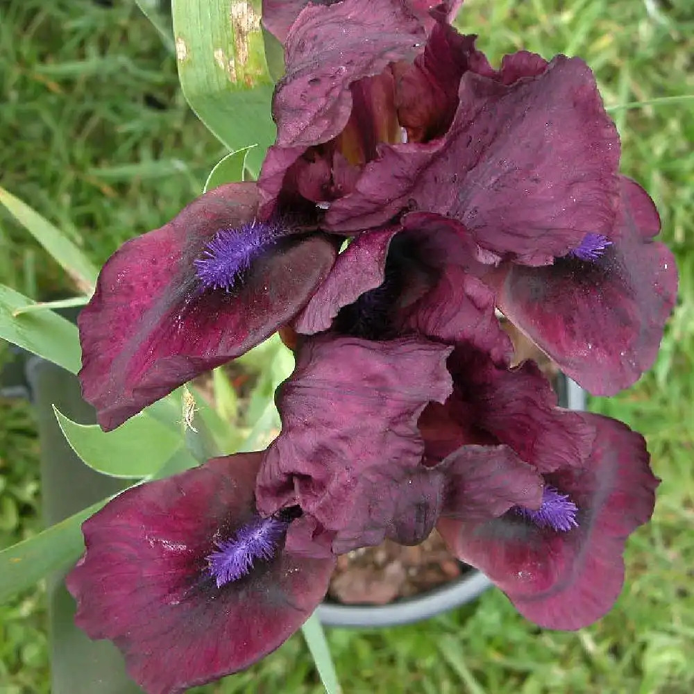 IRIS b-n 'Cherry Garden'