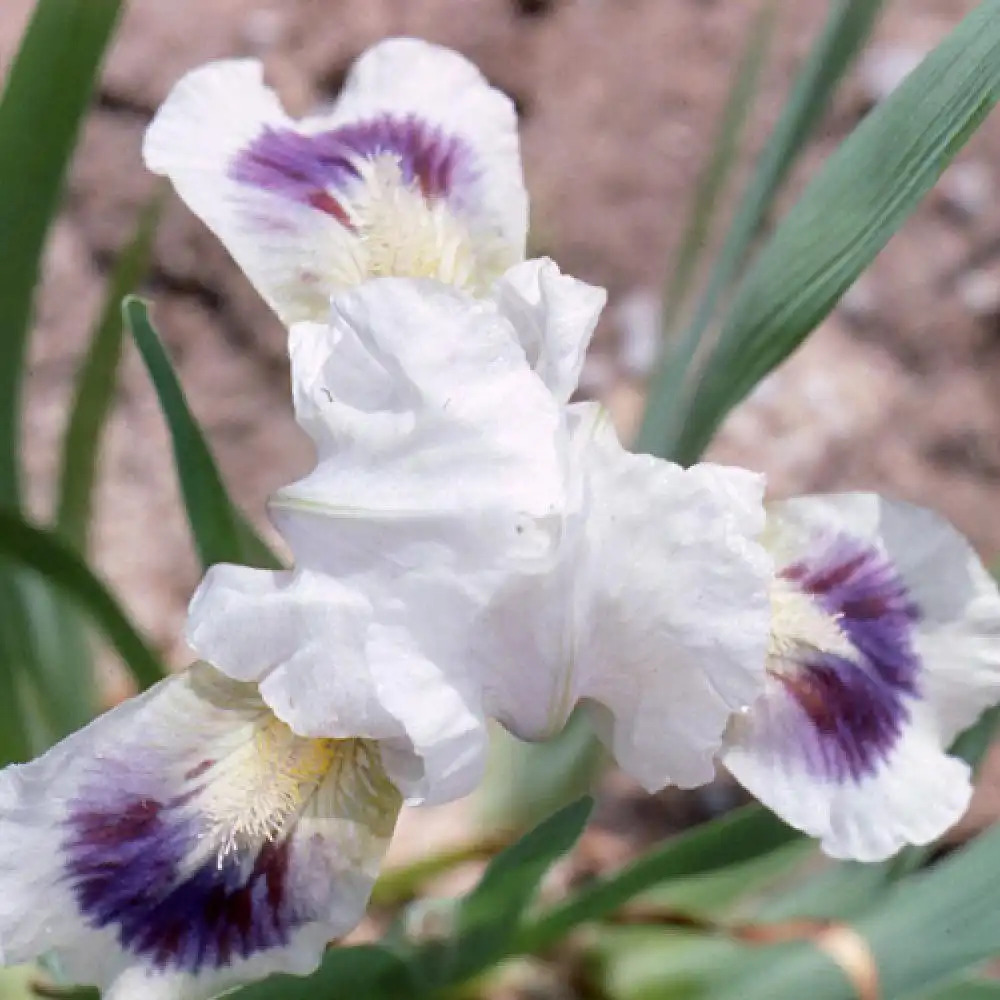 IRIS b-n 'Lilli Amoena' (Lilliput)
