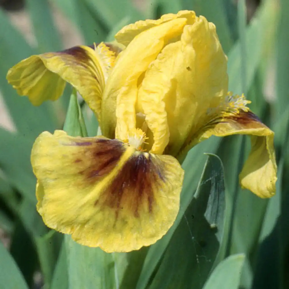 IRIS b-n 'Lilli Var' (Lilliput)