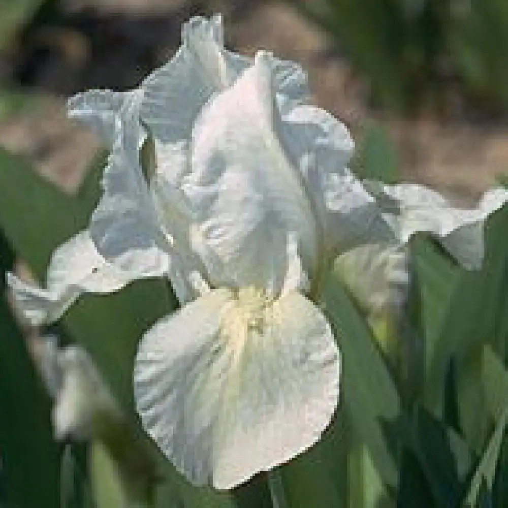 IRIS b-n 'Lilli White' (Lilliput)