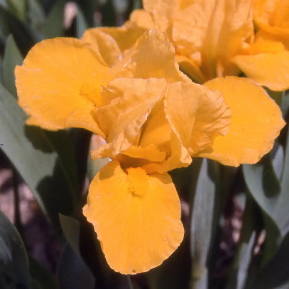 IRIS b-n 'Orange Capers' (Lilliput)