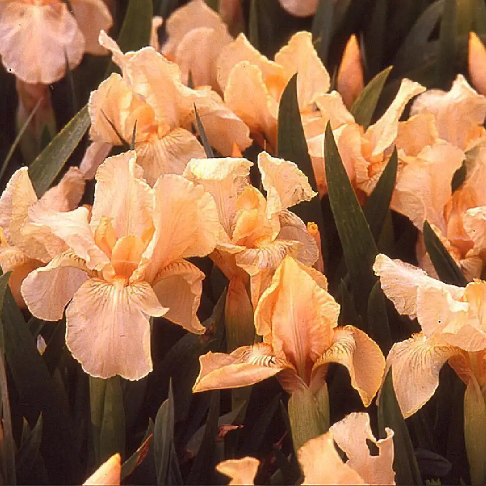 IRIS b-n 'Pink Cushion' (pumila)
