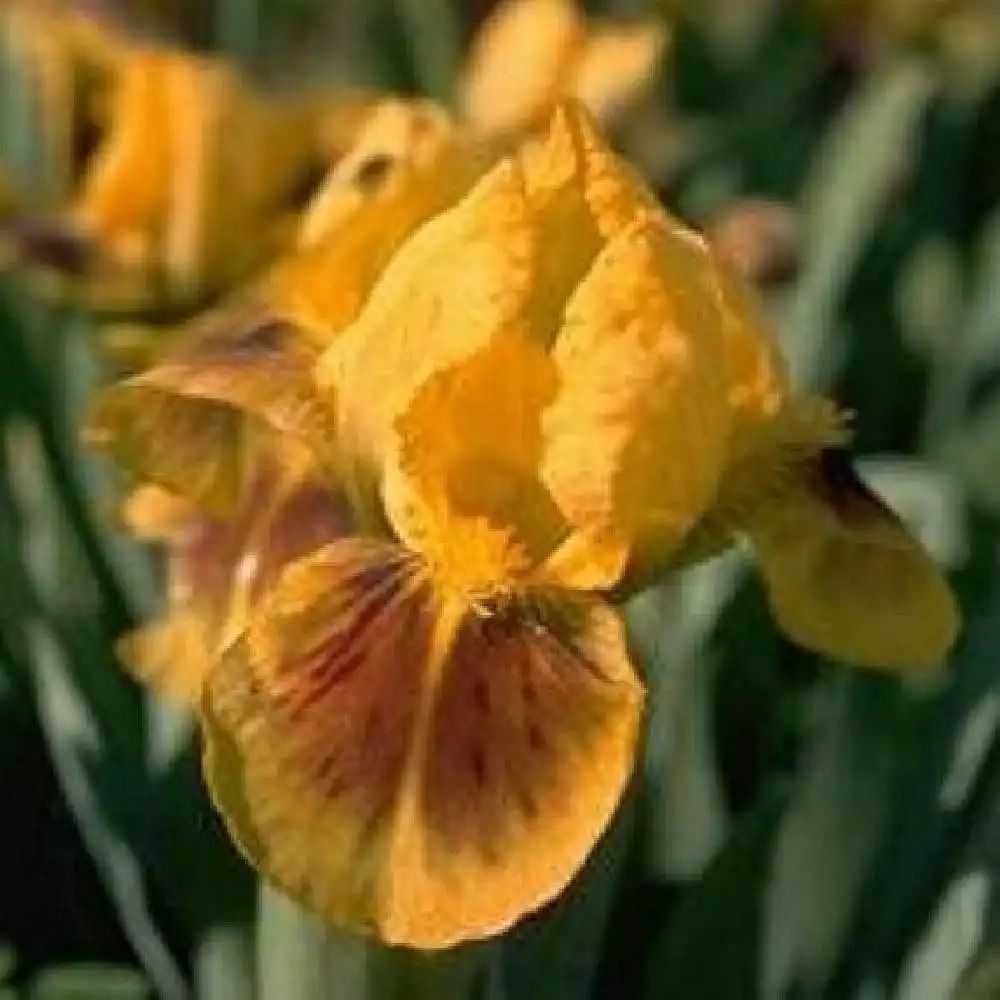 IRIS b-n 'Pogo' (Lilliput)