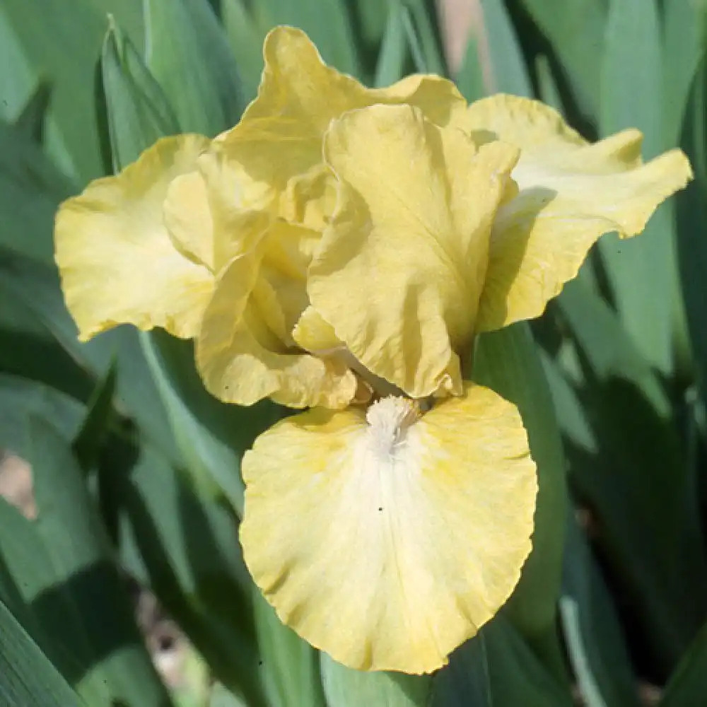 IRIS b-n 'Satin Lustre' (Lilliput)