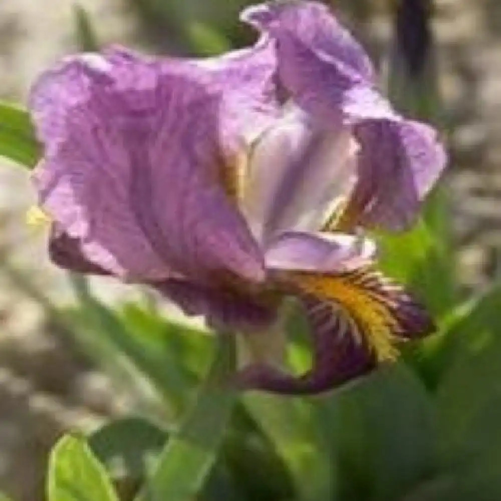 IRIS b-n 'Syra' (pumila)