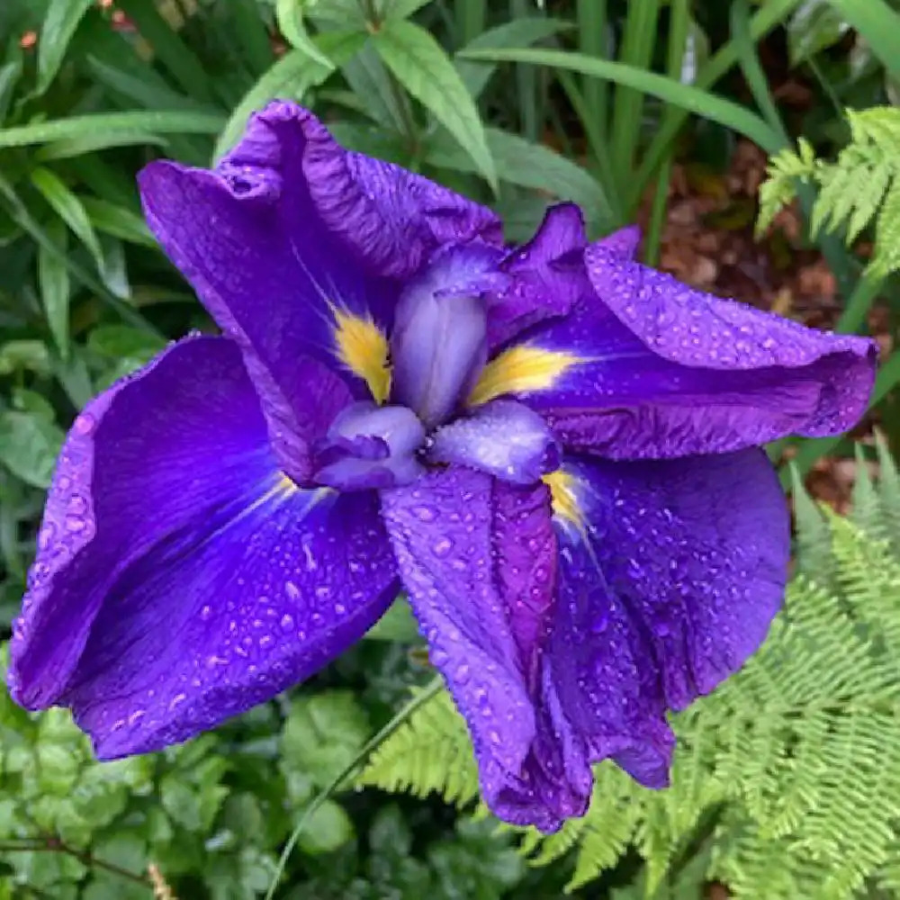 IRIS ensata 'Blue Pompon'
