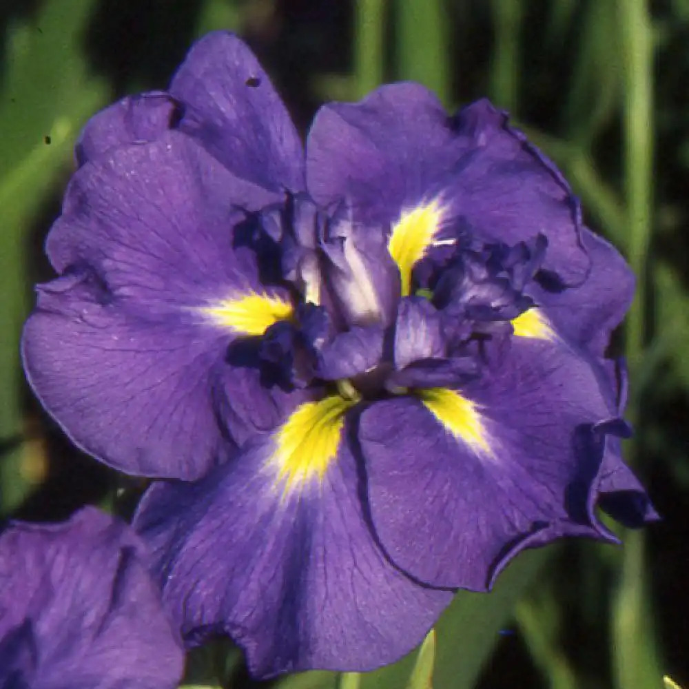 IRIS ensata 'Blue Pompon'