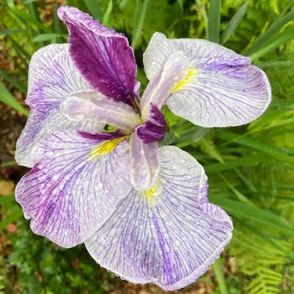 IRIS ensata 'Caprician Butterfly'