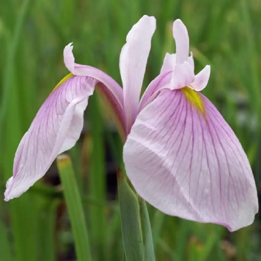 IRIS ensata 'Darling'