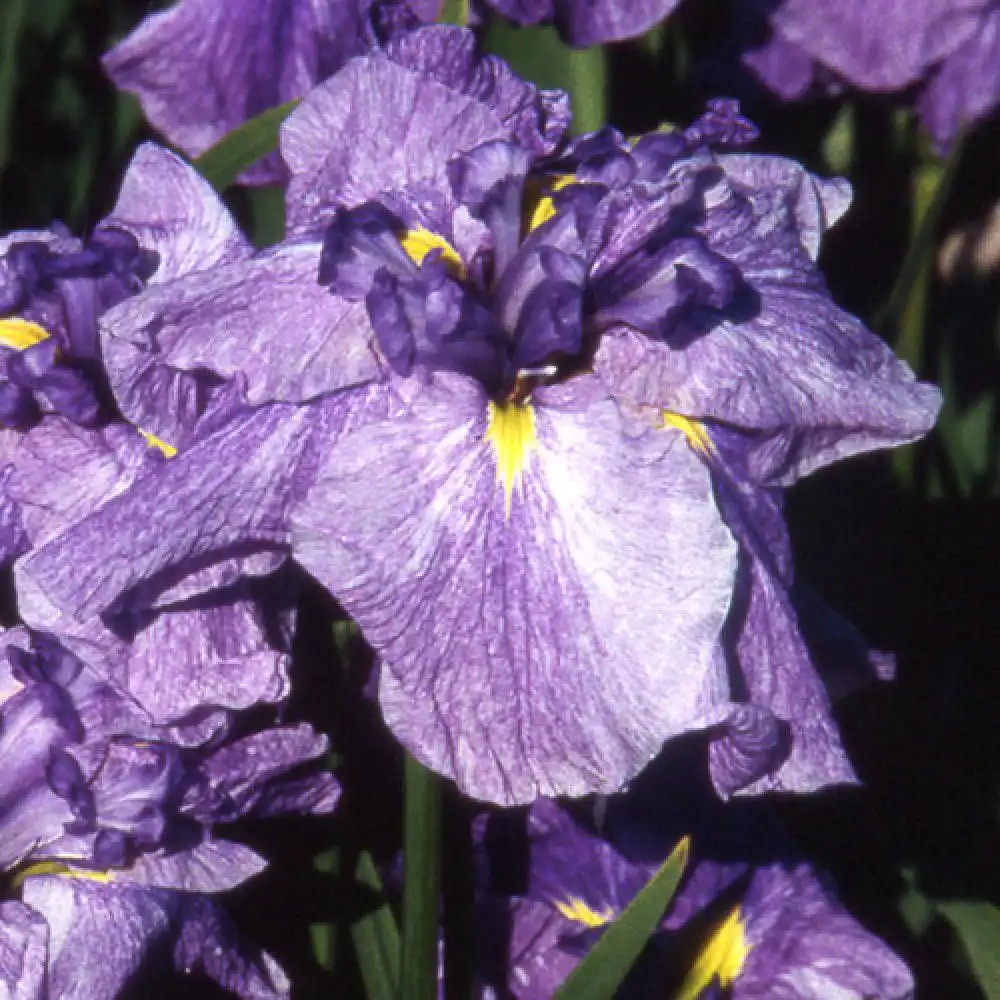 IRIS ensata 'Dainagon'