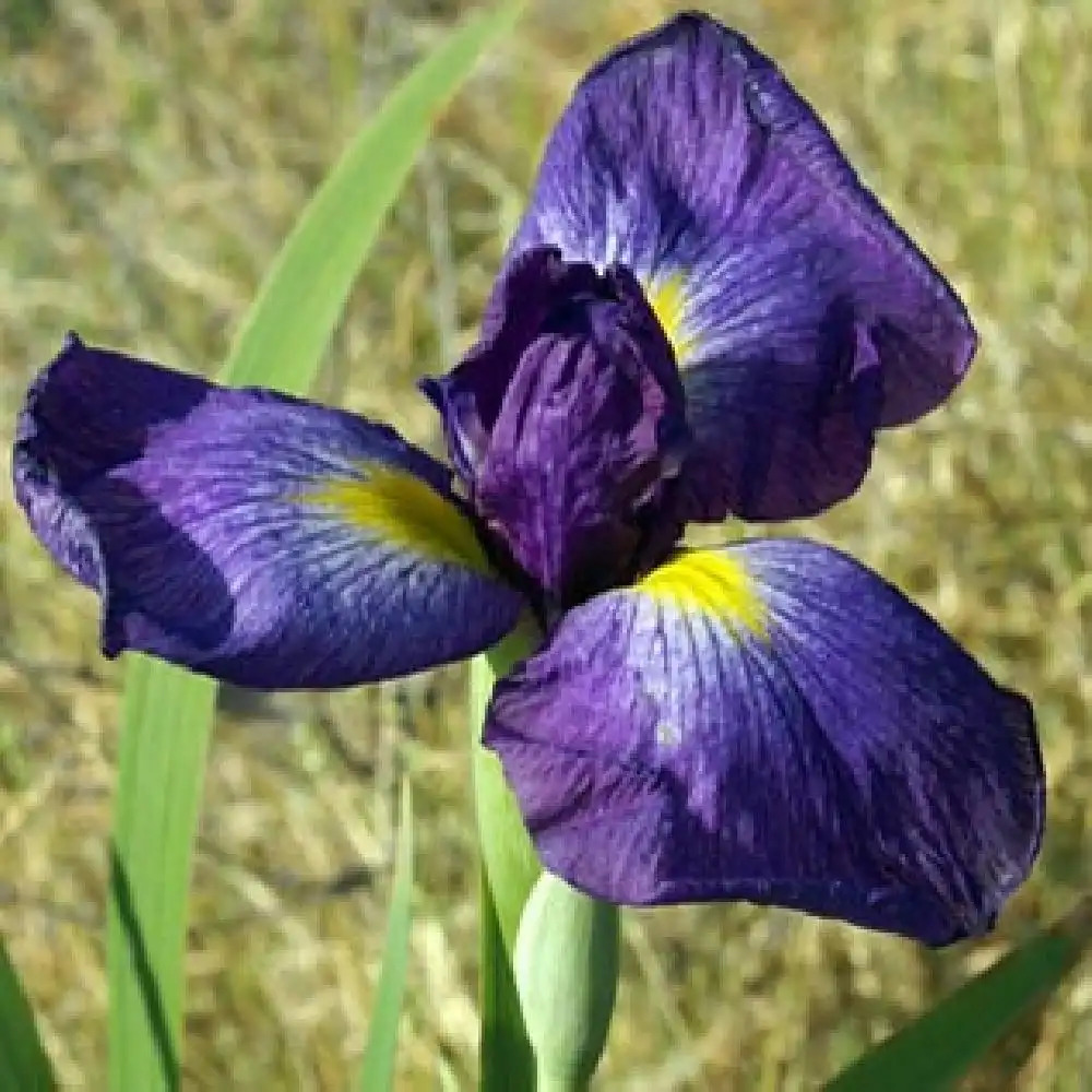 IRIS ensata 'Fuji-Yama'