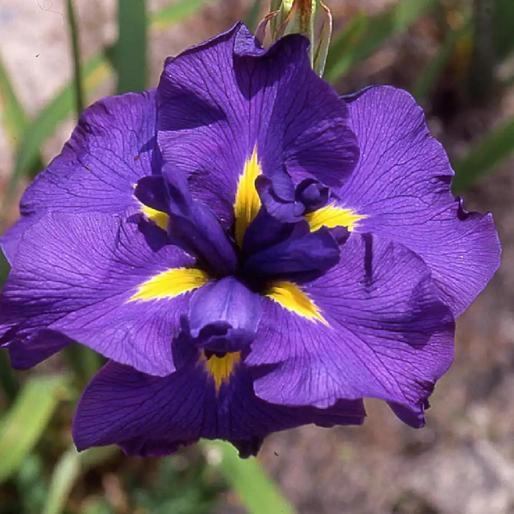 IRIS ensata 'Gei-sho-ui'