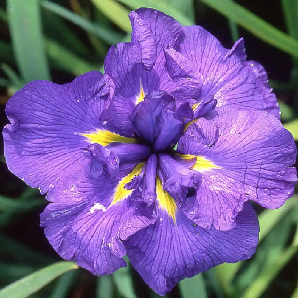 IRIS ensata 'Geisha-Hiskiki'