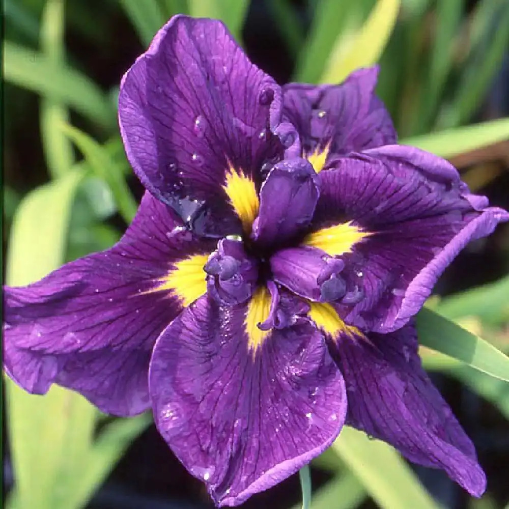 IRIS ensata 'Gokurakuden'