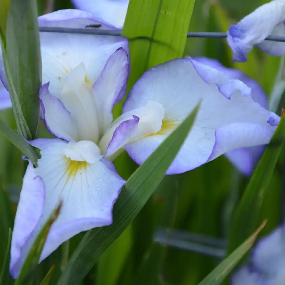 IRIS ensata 'Gracieuse'