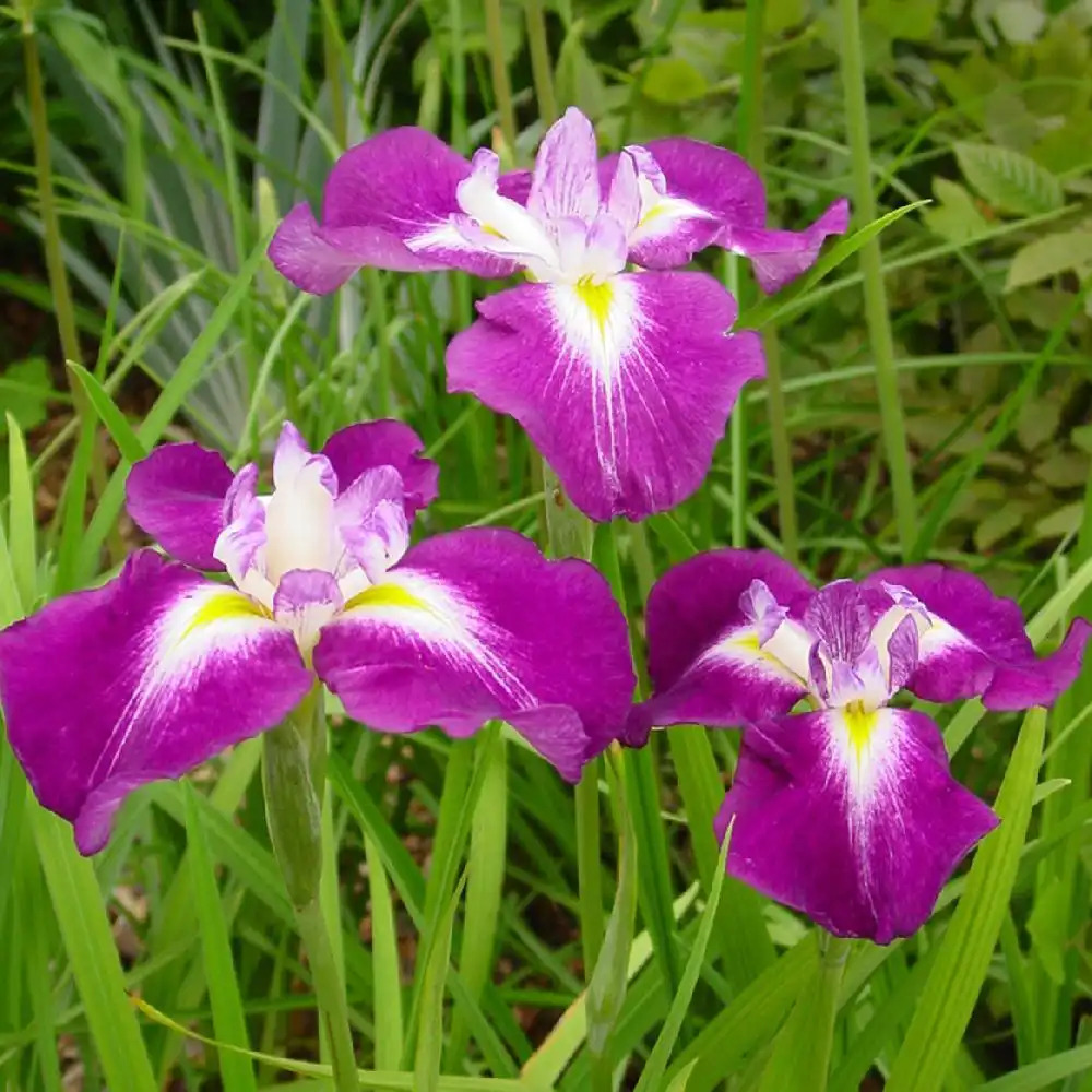 IRIS ensata 'Himatsuri'