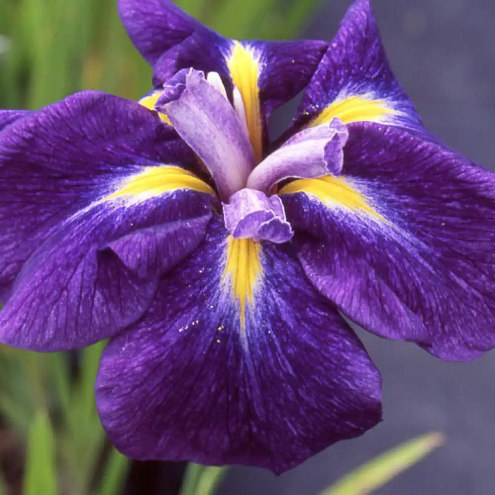 IRIS ensata 'Iedo Mishiski'