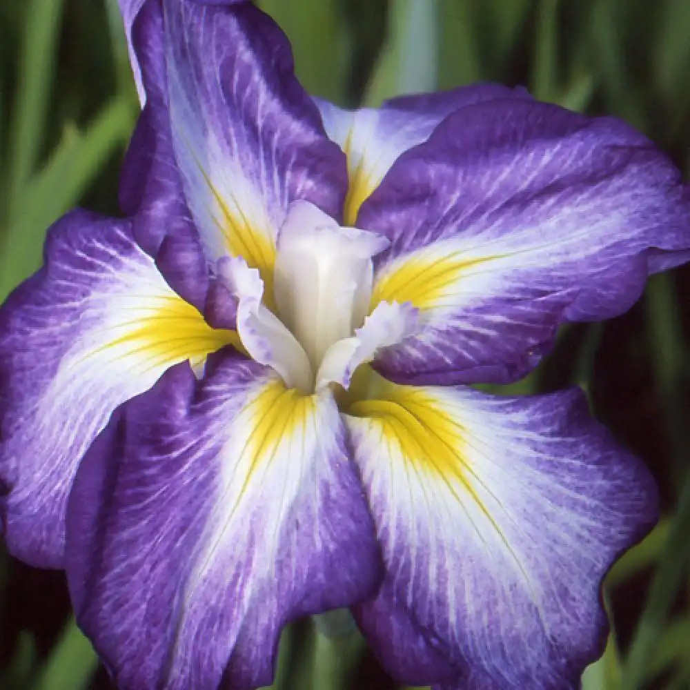 IRIS ensata 'Illumination'