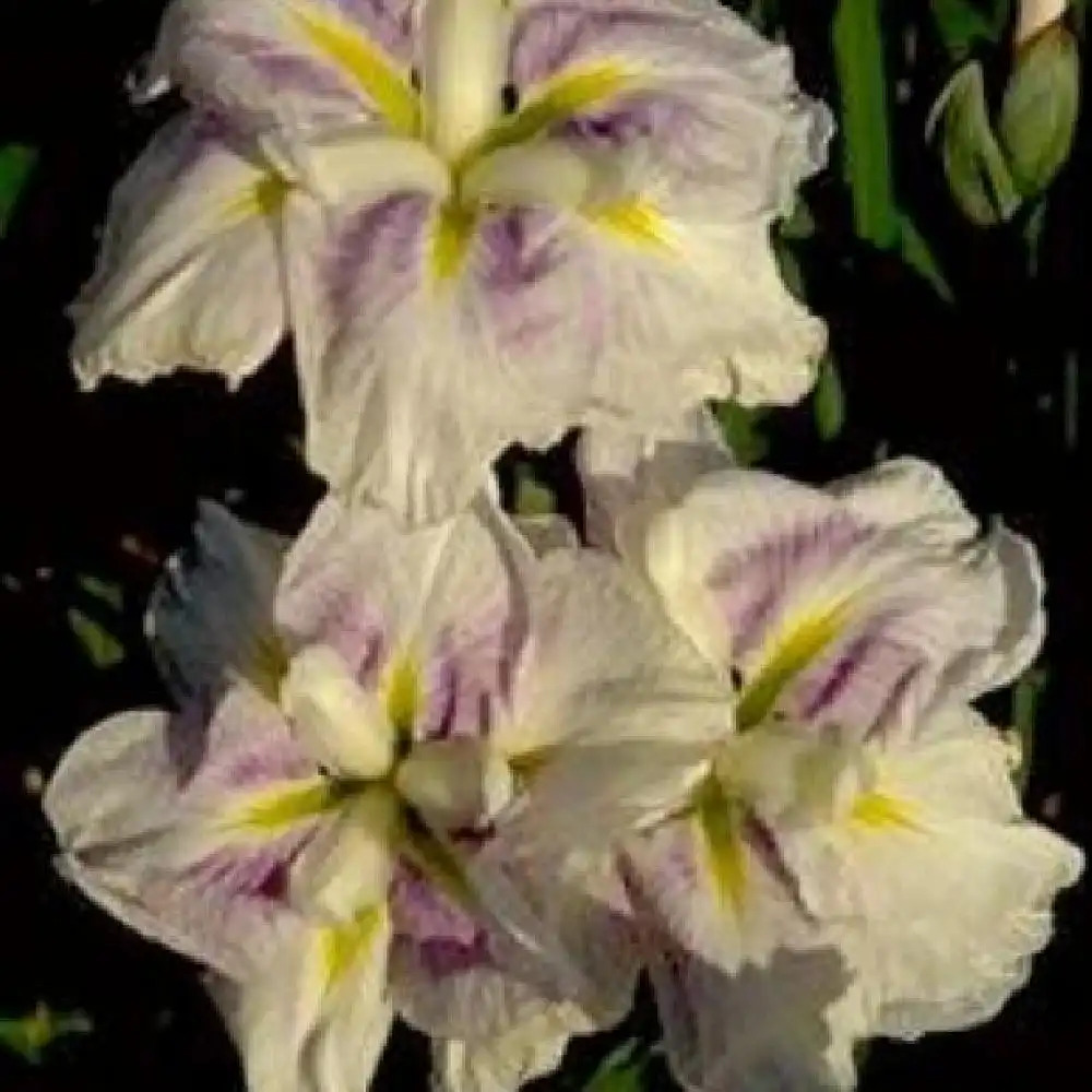 IRIS ensata 'Jamasouki'