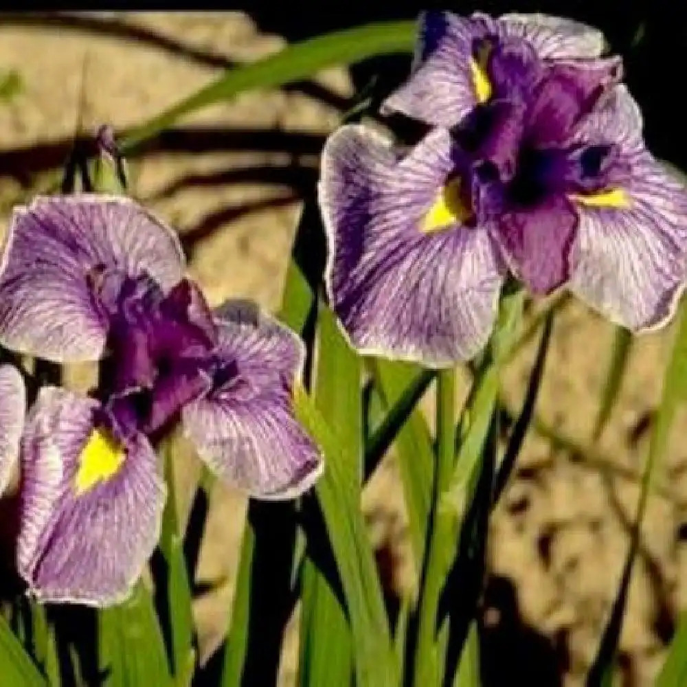 IRIS ensata 'Kimono'