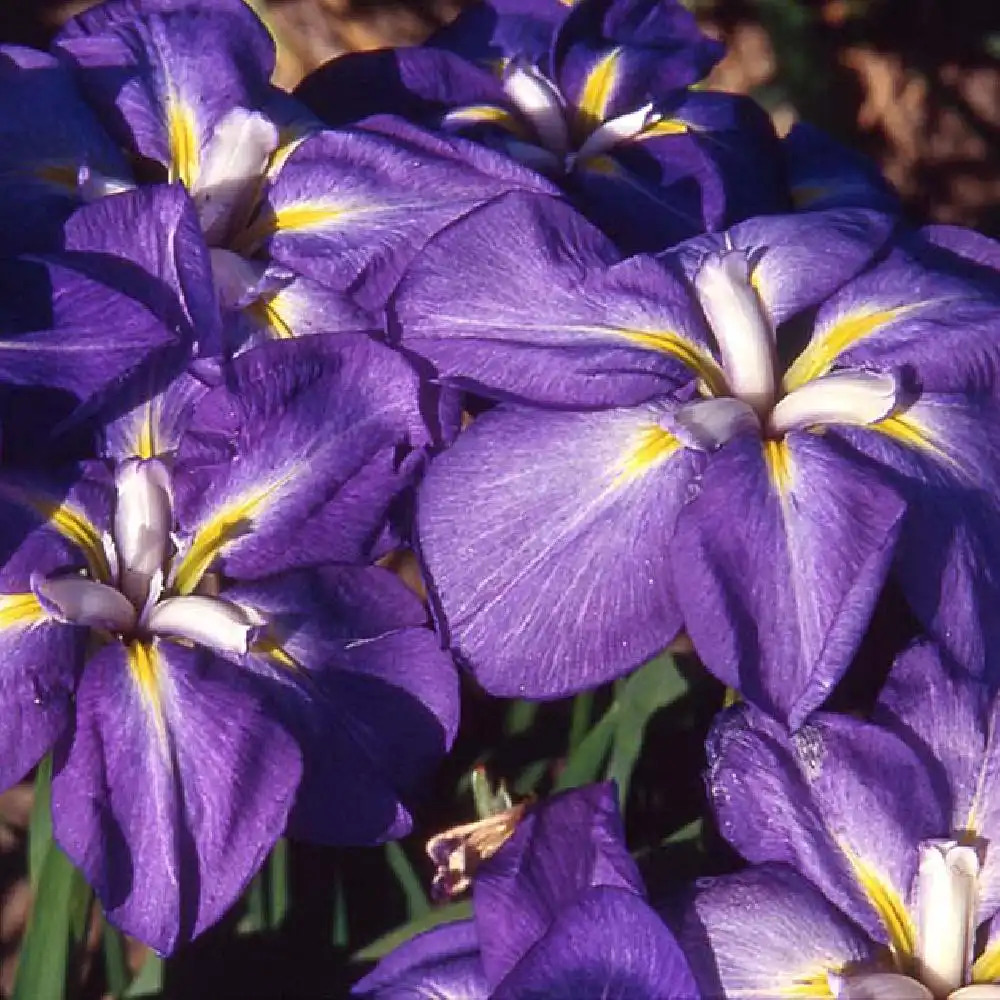 IRIS ensata 'Kobé'