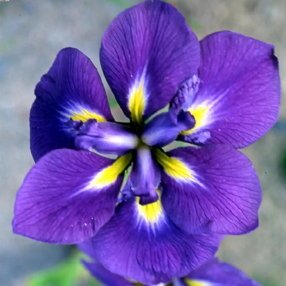 IRIS ensata 'Laughing Lion'