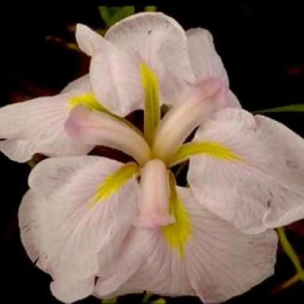 IRIS ensata 'L'ideal'