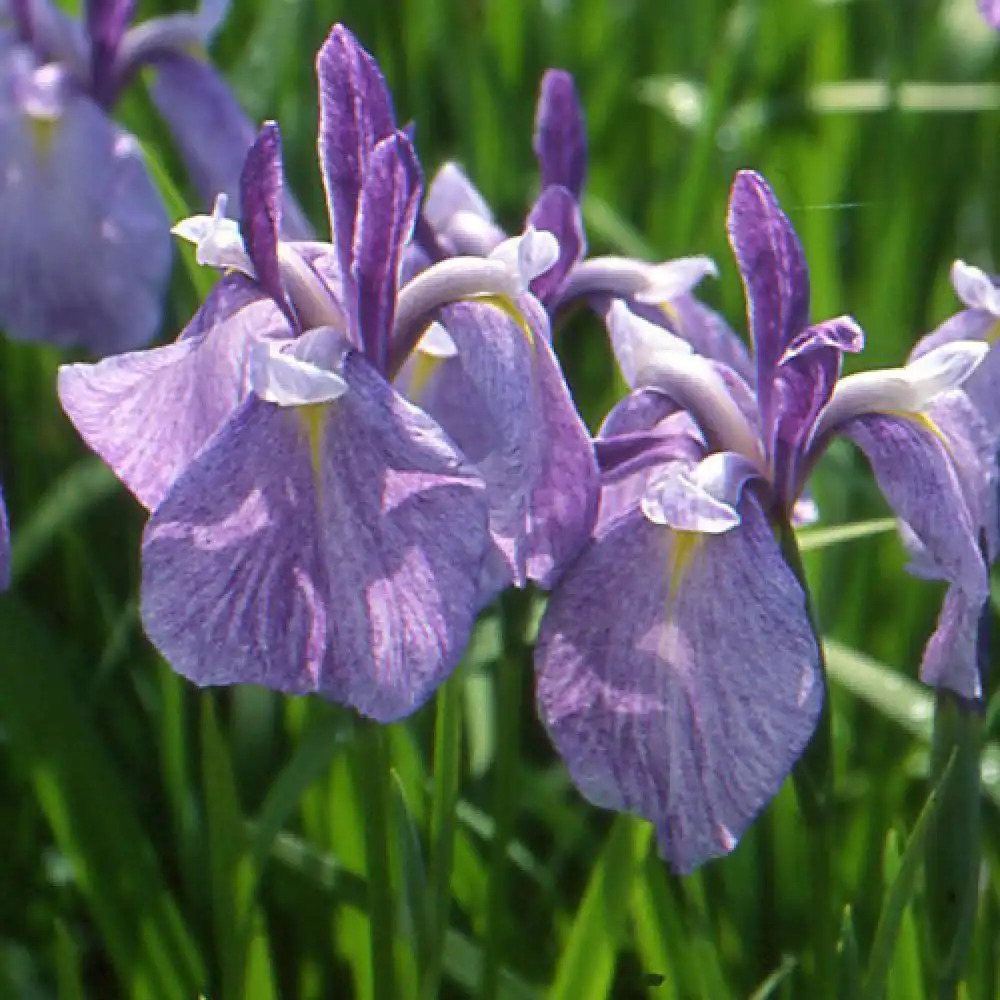 IRIS ensata 'Météor'