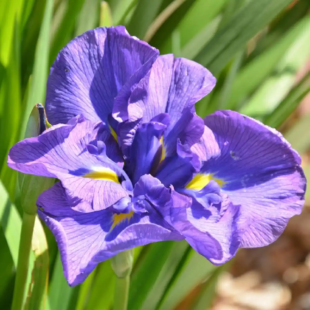 IRIS ensata 'Mme Bigot'