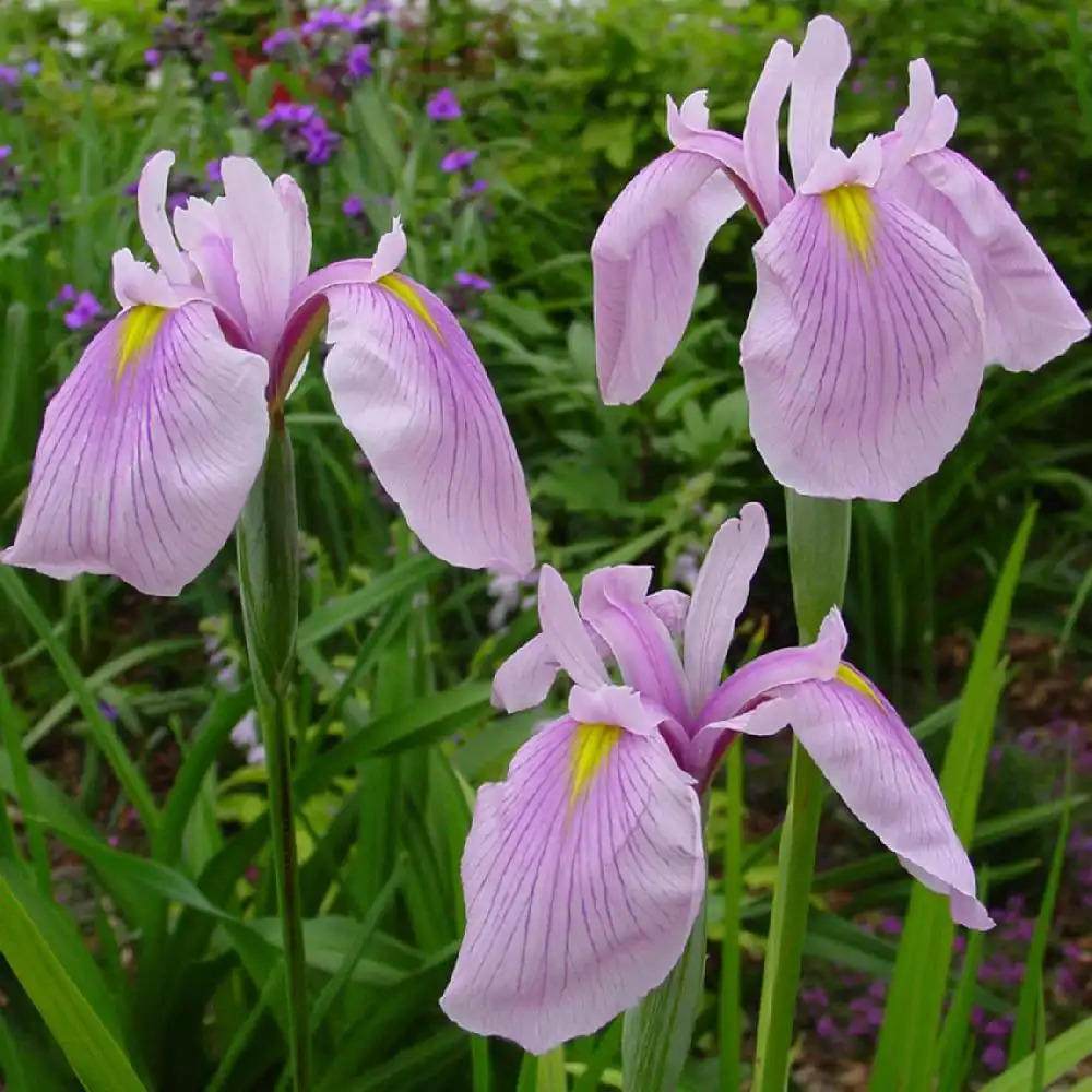 IRIS ensata 'Momozomo'