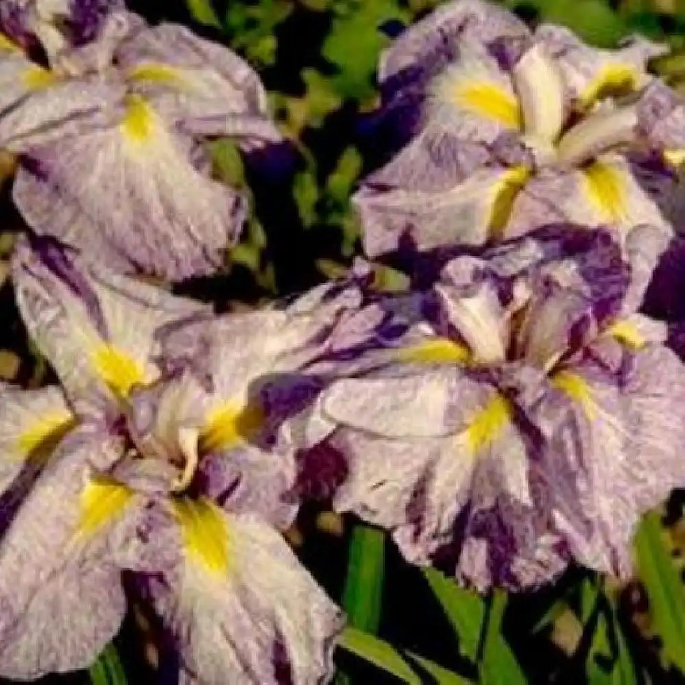 IRIS ensata 'Nemuri Jishi'