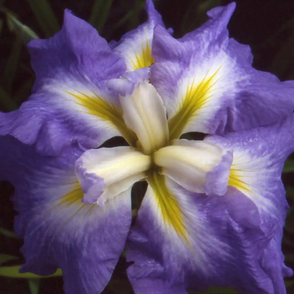 IRIS ensata 'Ocean Mist'