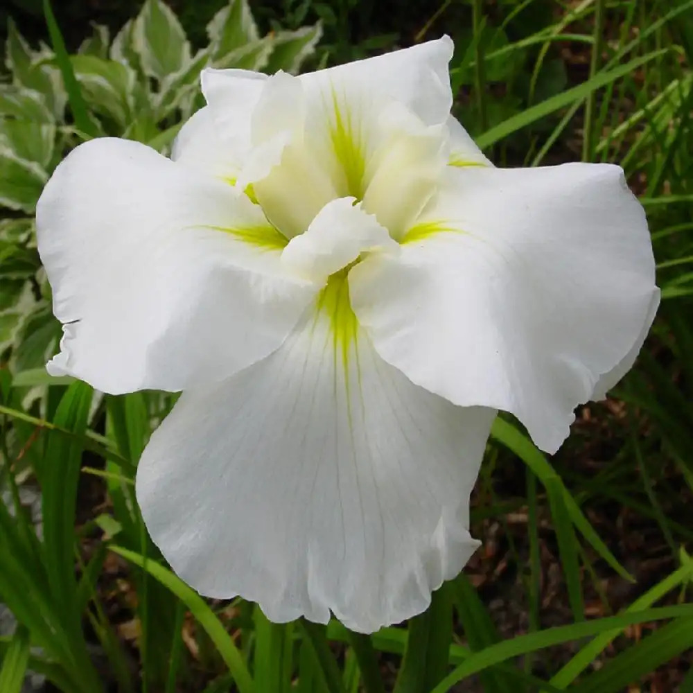 IRIS ensata 'Oriental Classic'