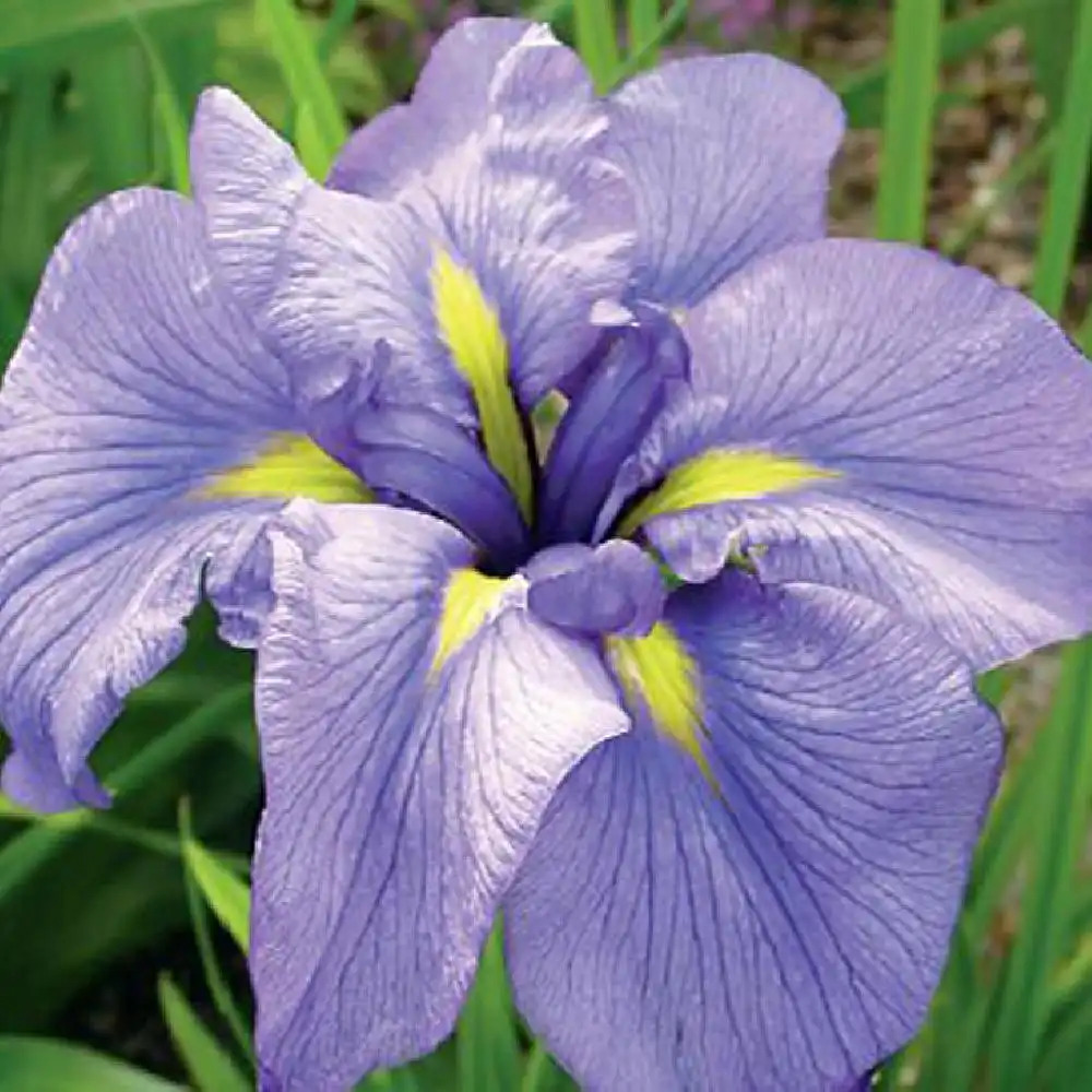 IRIS ensata 'Prairie Chief'