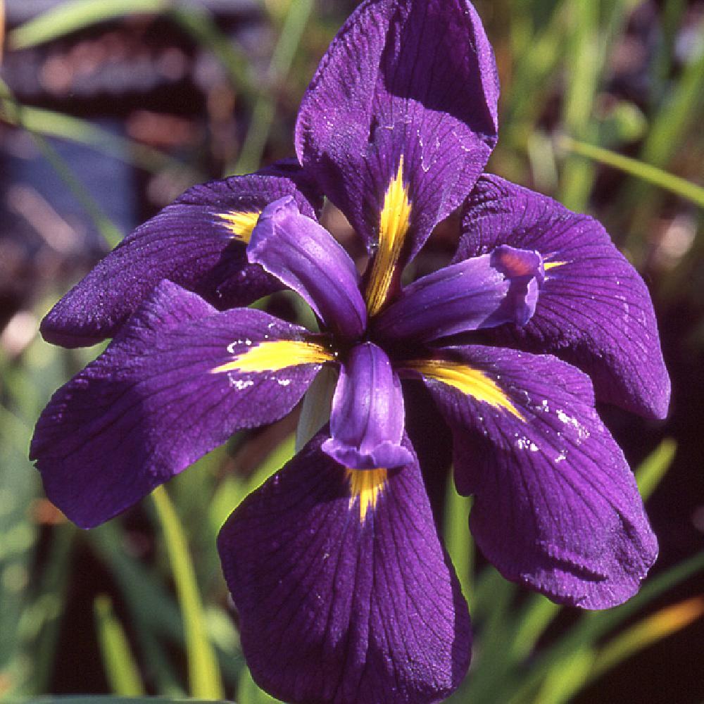 IRIS ensata 'Ruby King'