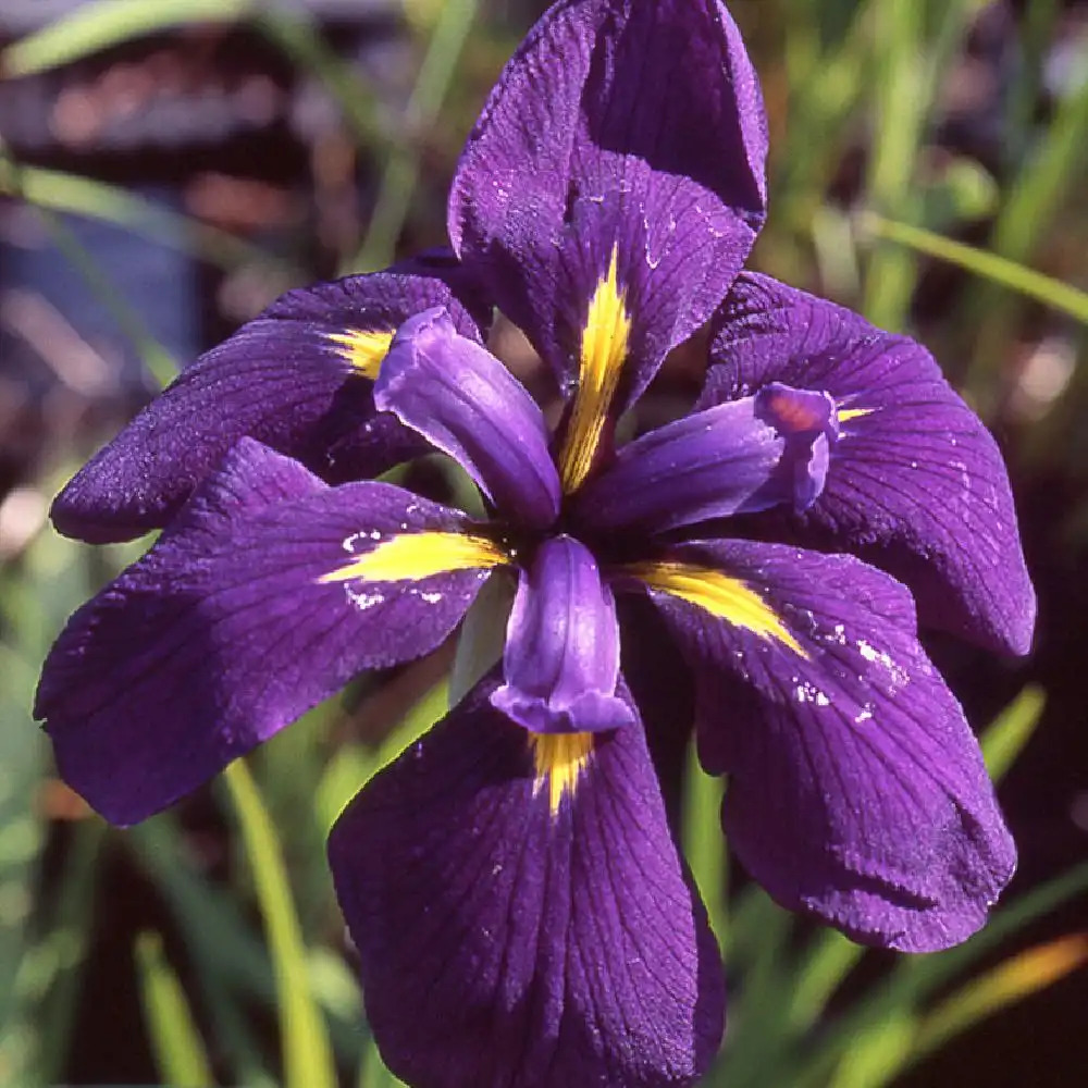 IRIS ensata 'Ruby King'