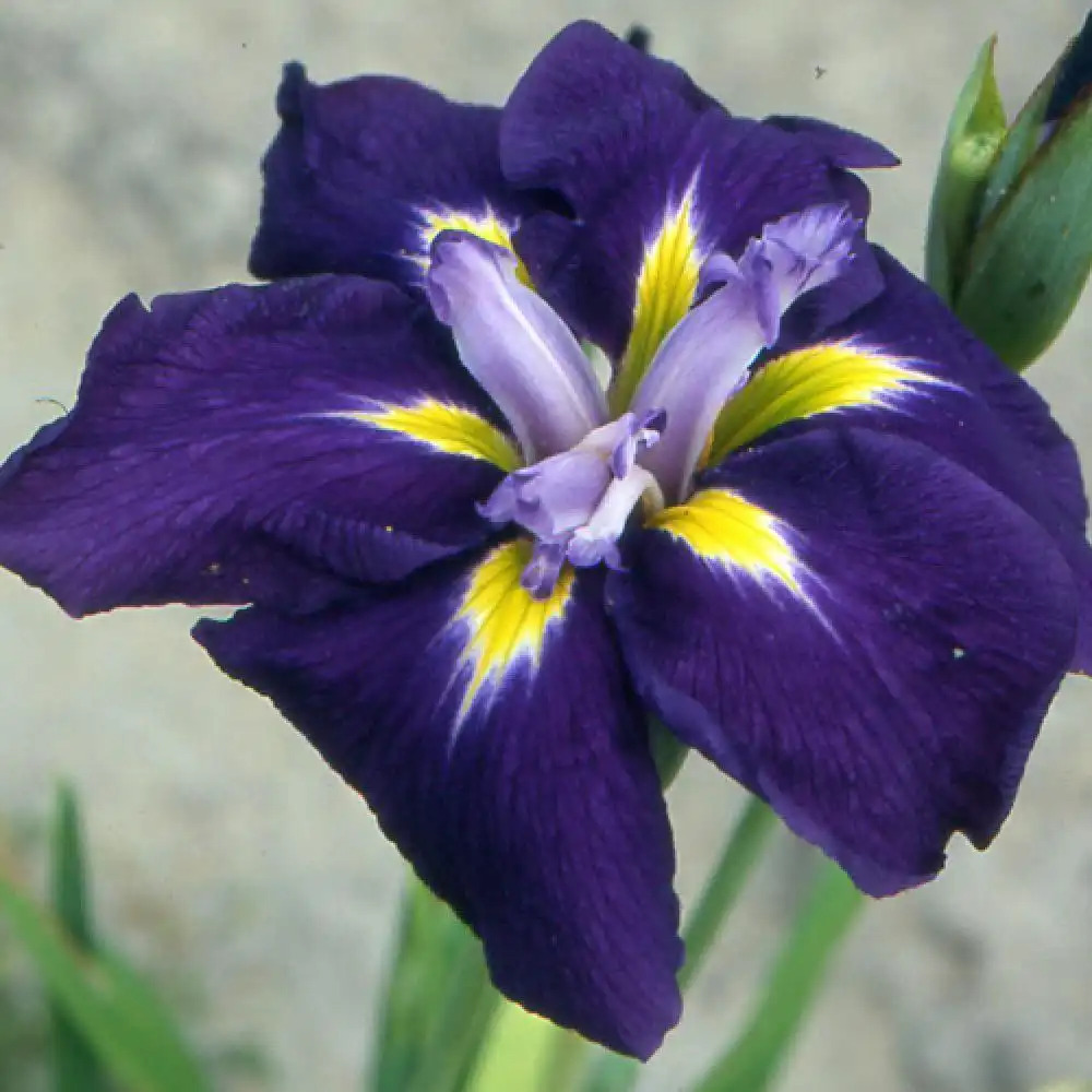 IRIS ensata 'Sensation'