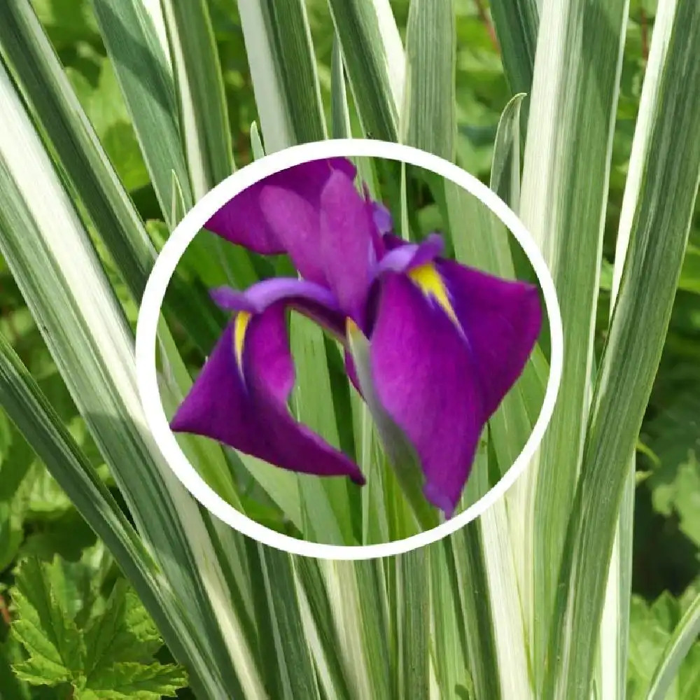 IRIS ensata 'Variegata'