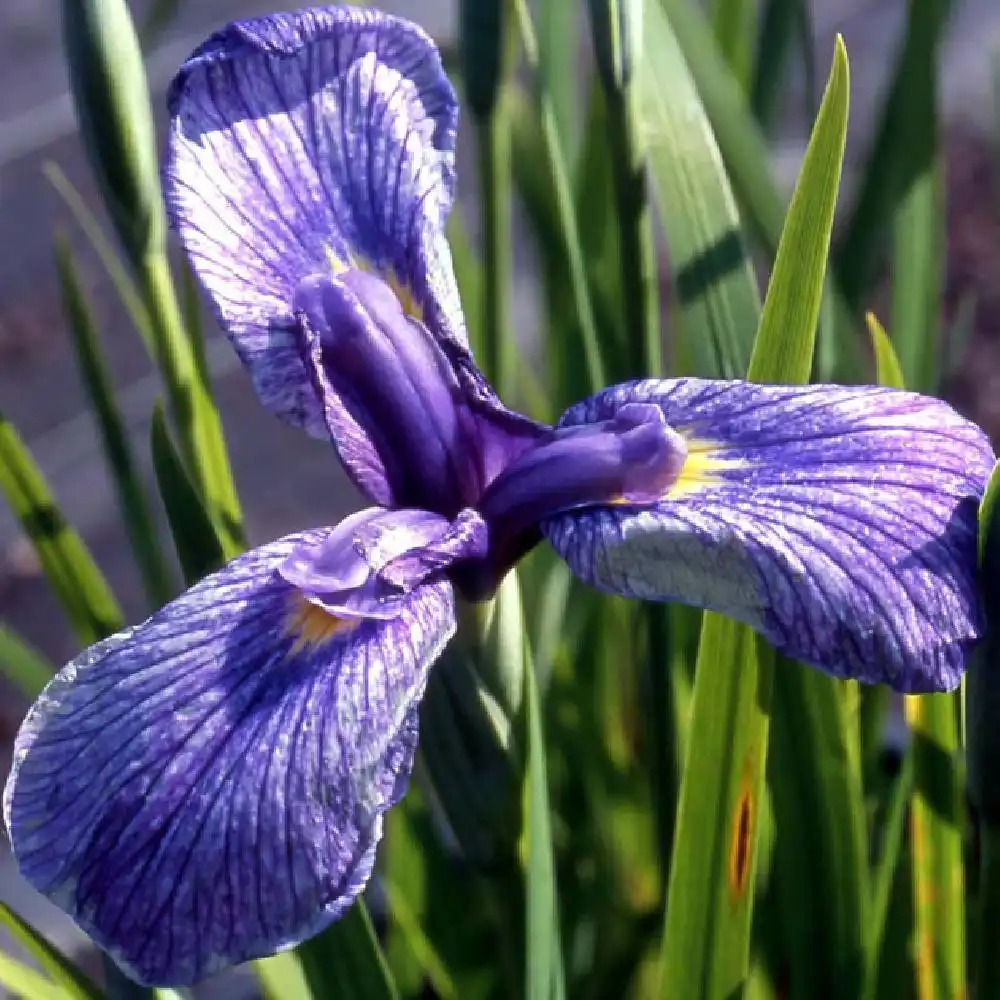 IRIS ensata 'Velvety Queen'