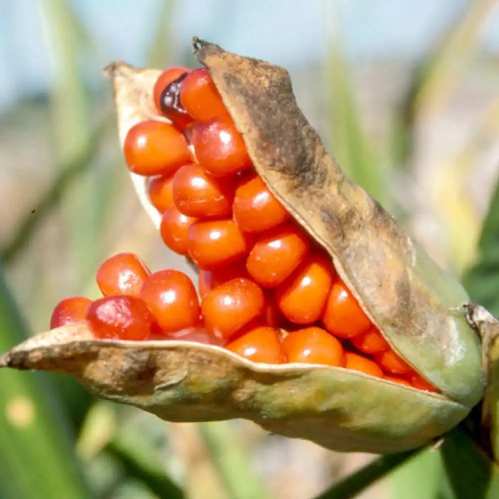 IRIS foetidissima