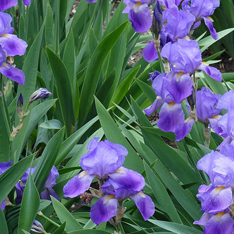 IRIS germanica
