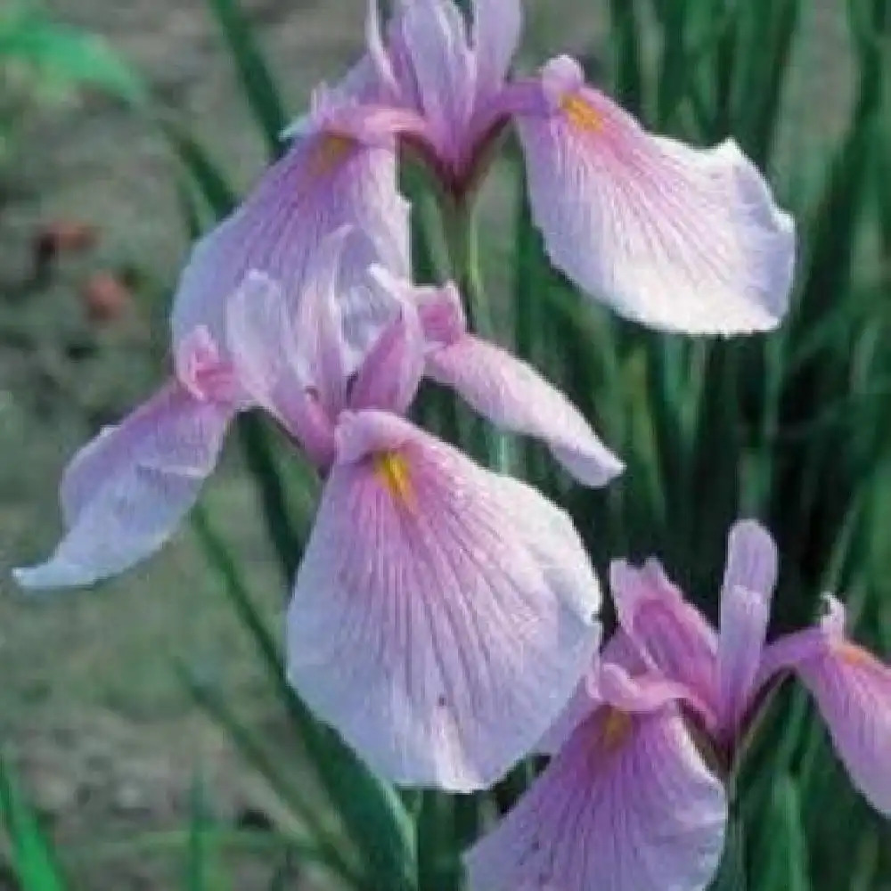 IRIS laevigata 'Rose Queen'