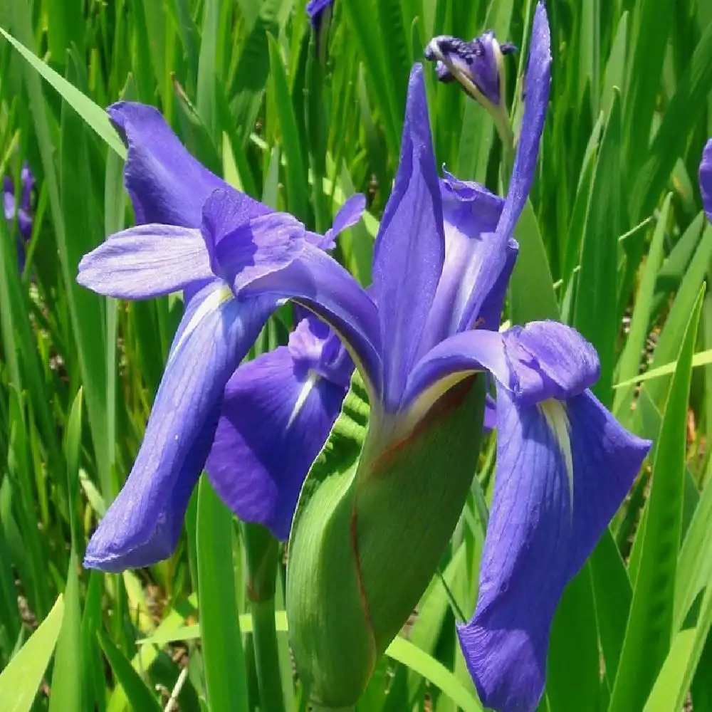 IRIS laevigata